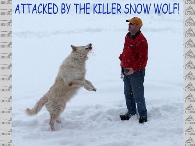 Rescued attachment Copy of KILLER SNOW WOLF.jpg